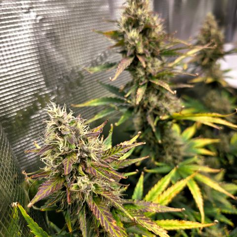 Honey Peach Auto CBD growlog timeline photo