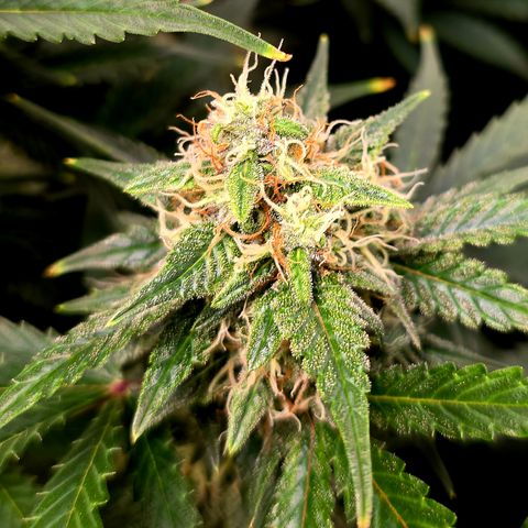 Sweet Mandarine Zkittlez XL Auto growlog timeline photo