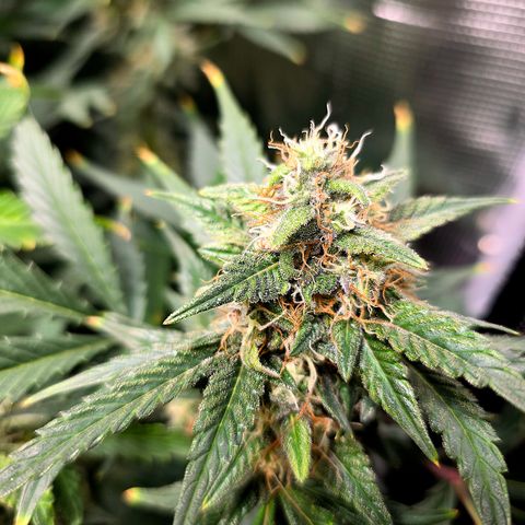 Sweet Mandarine Zkittlez XL Auto growlog timeline photo