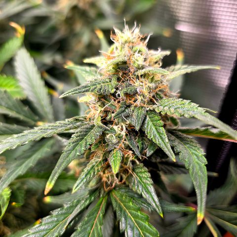 Sweet Mandarine Zkittlez XL Auto growlog timeline photo