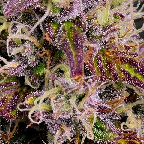 Honey Peach Auto CBD growlog timeline photo