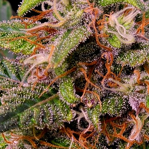 Sweet Mandarine Zkittlez XL Auto growlog timeline photo