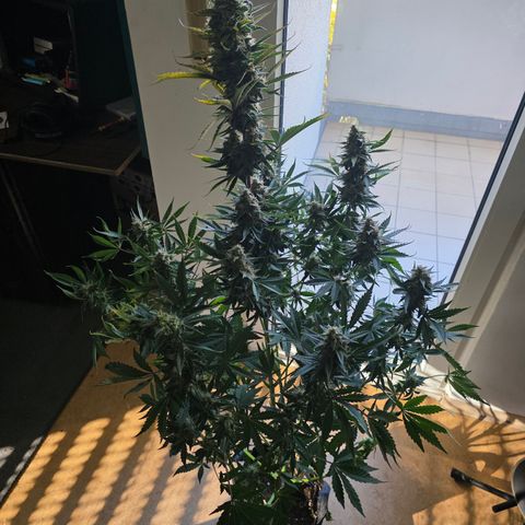 Sweet Mandarine Zkittlez XL Auto growlog timeline photo