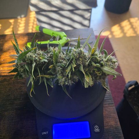 Sweet Mandarine Zkittlez XL Auto growlog timeline photo