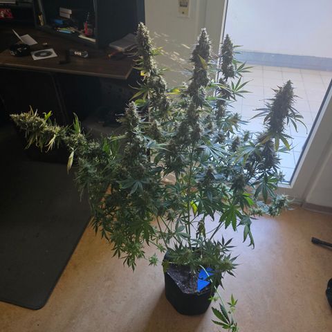 Honey Peach Auto CBD growlog timeline photo