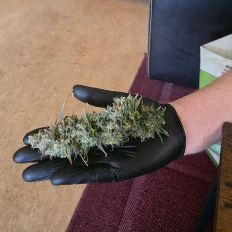 Honey Peach Auto CBD growlog timeline photo