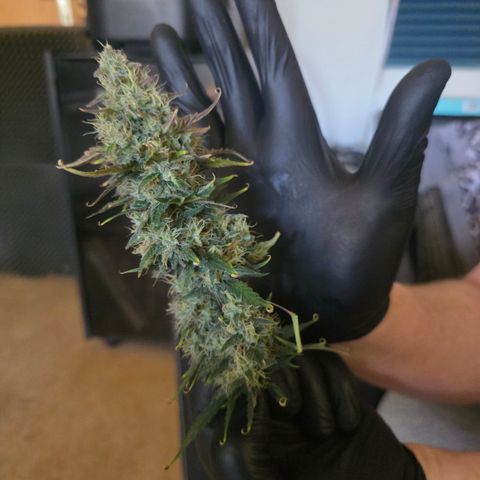 Honey Peach Auto CBD growlog timeline photo