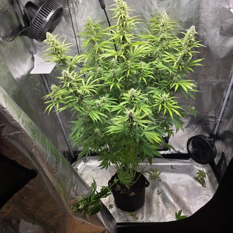 Gorilla Cookie Auto growlog timeline photo
