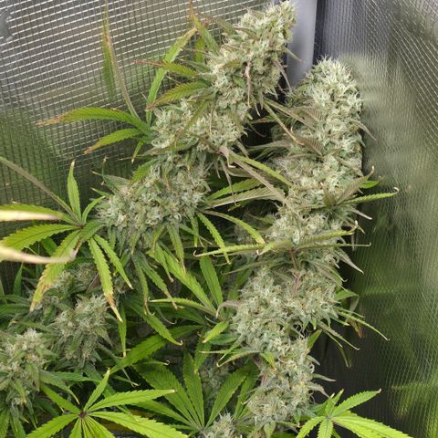 Gorilla Cookie Auto growlog timeline photo