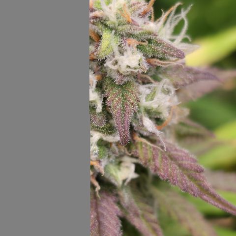 Gorilla Cookie Auto growlog timeline photo