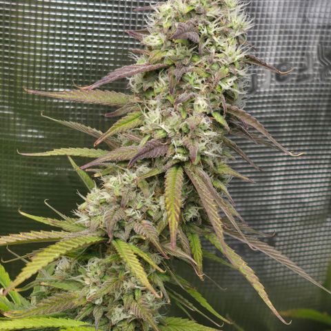 Gorilla Cookie Auto growlog timeline photo