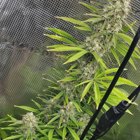 Gorilla Cookie Auto growlog timeline photo