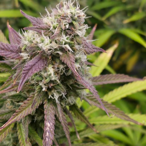 Gorilla Cookie Auto growlog timeline photo