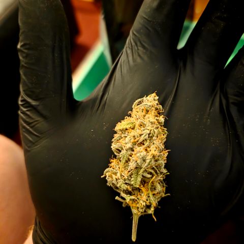 Gorilla Cookie Auto growlog timeline photo