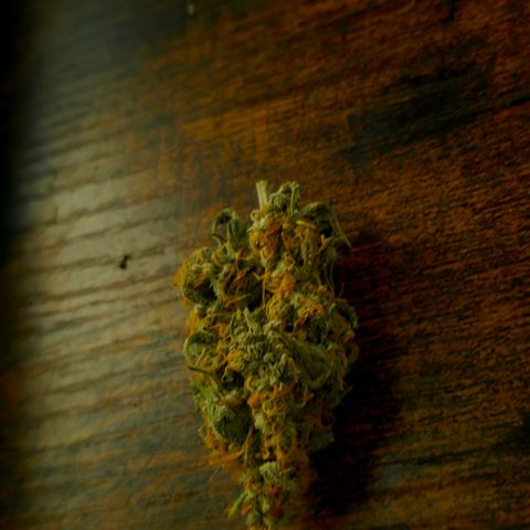 Gorilla Cookie Auto growlog timeline photo