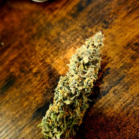 Gorilla Cookie Auto growlog timeline photo