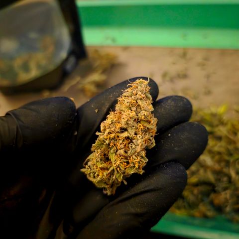 Gorilla Cookie Auto growlog timeline photo
