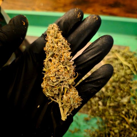 Gorilla Cookie Auto growlog timeline photo