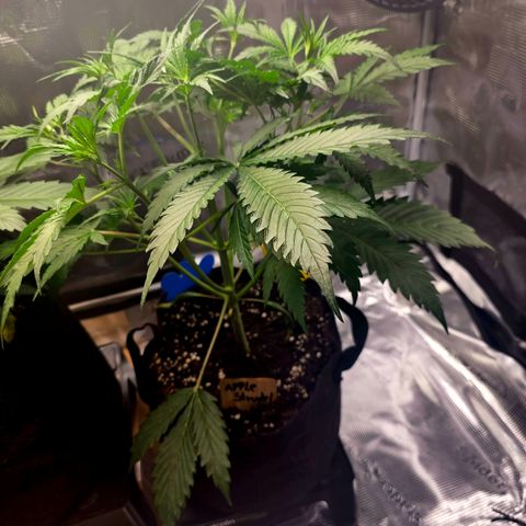 Apple Strudel growlog timeline photo