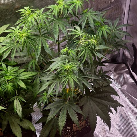 Apple Strudel growlog timeline photo