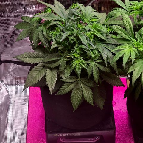 Guava growlog timeline photo