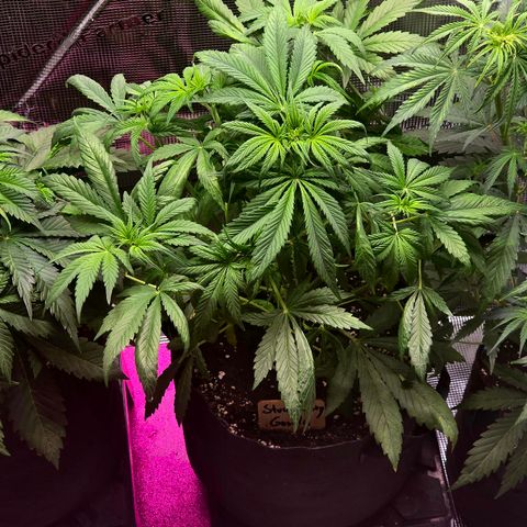 Strawberry Gorilla growlog timeline photo