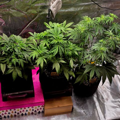 Strawberry Gorilla growlog timeline photo