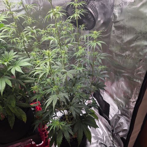 Apple Strudel growlog timeline photo