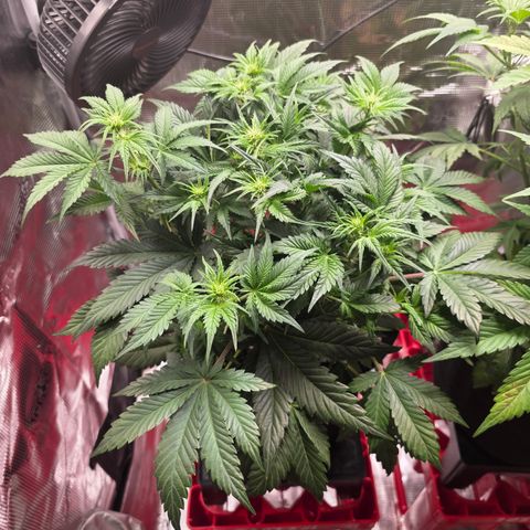 Guava growlog timeline photo