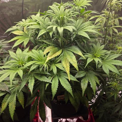 Strawberry Gorilla growlog timeline photo