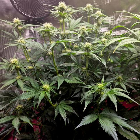 Guava growlog timeline photo
