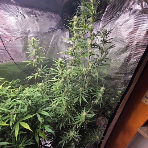 Apple Strudel growlog timeline photo