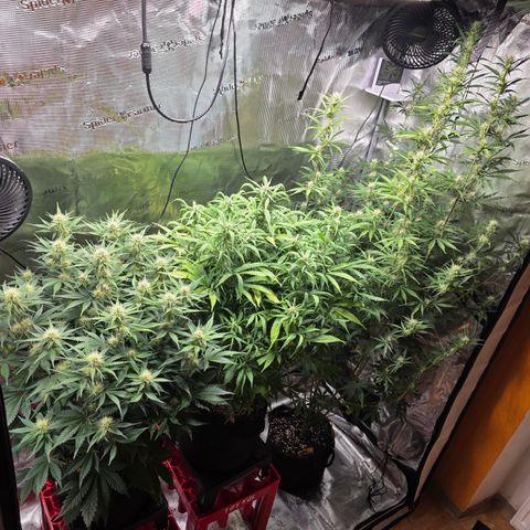 Guava growlog timeline photo