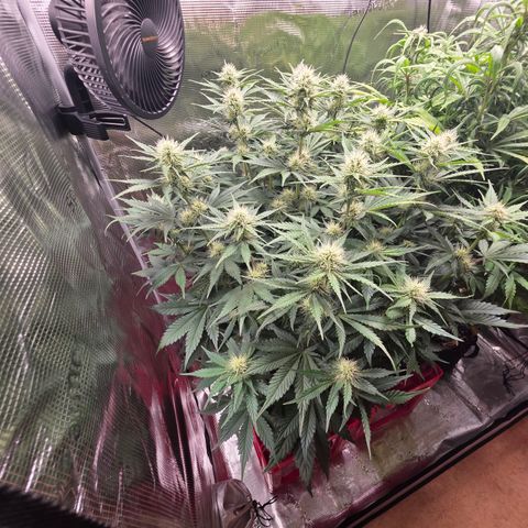 Guava growlog timeline photo