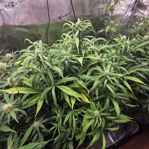 Strawberry Gorilla growlog timeline photo