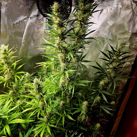 Apple Strudel growlog timeline photo