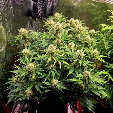 Guava growlog timeline photo
