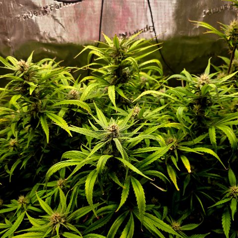 Strawberry Gorilla growlog timeline photo