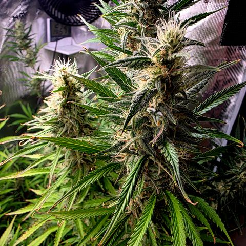 Apple Strudel growlog timeline photo