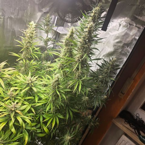 Apple Strudel growlog timeline photo