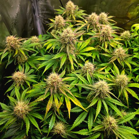 Guava growlog timeline photo