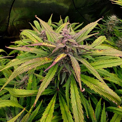 Strawberry Gorilla growlog timeline photo