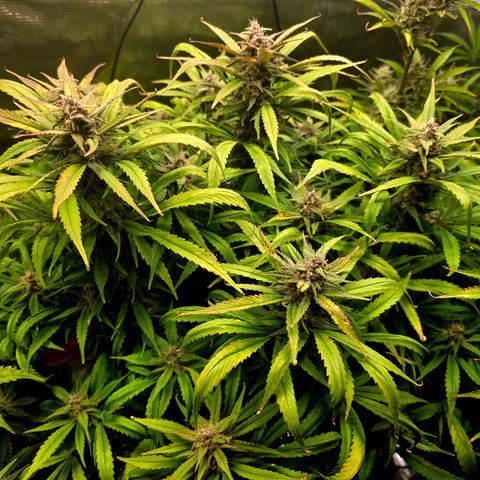 Strawberry Gorilla growlog timeline photo