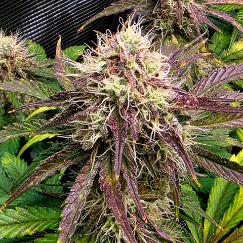Guava growlog timeline photo