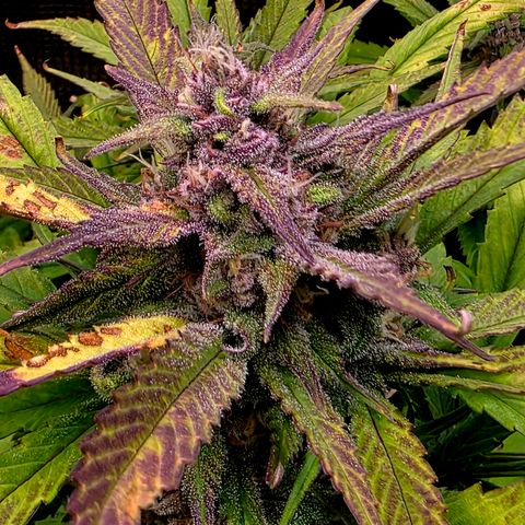 Strawberry Gorilla growlog timeline photo