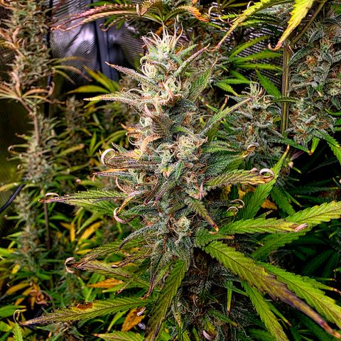 Apple Strudel growlog timeline photo