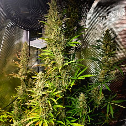 Apple Strudel growlog timeline photo
