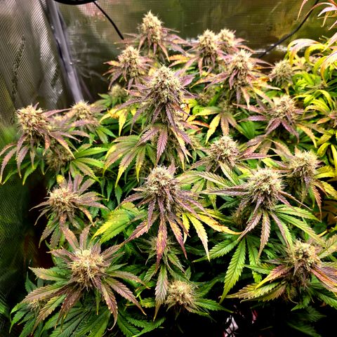 Guava growlog timeline photo