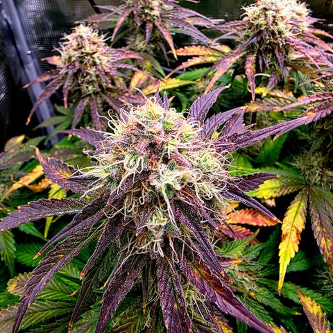 Guava growlog timeline photo