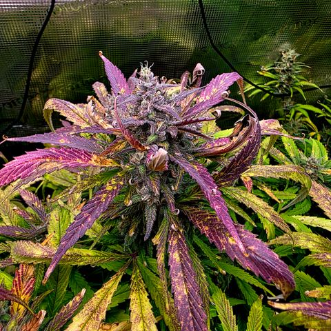 Strawberry Gorilla growlog timeline photo